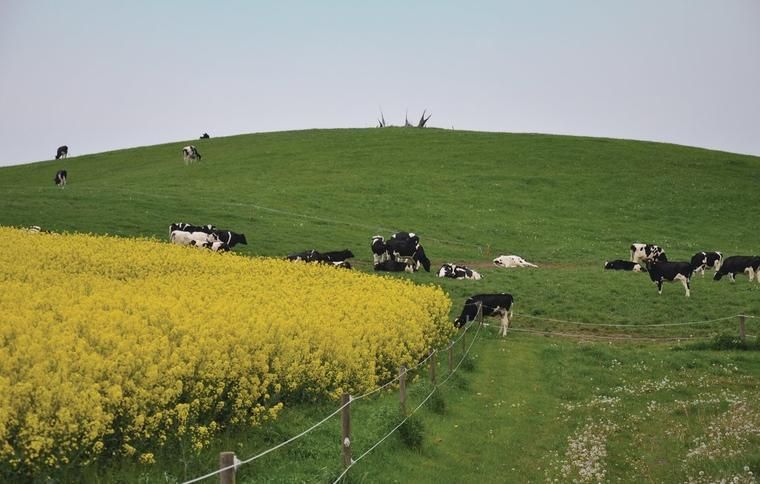 Lej sommerhus Fåborg i smuk natur