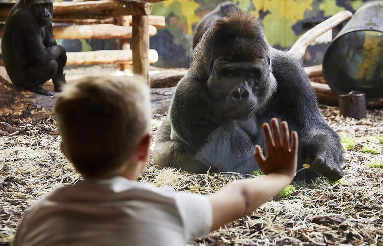 GIVSKUD ZOO gorillaflok