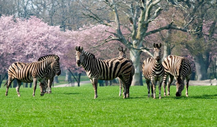 Knuthenborg Safaripark