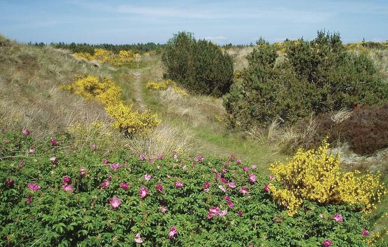 Nyd naturen når I holder ferie i Blåvand