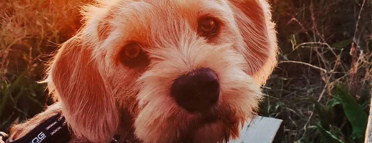 En hund kigger ind i kameraet | NOVASOL Fotokonkurrence