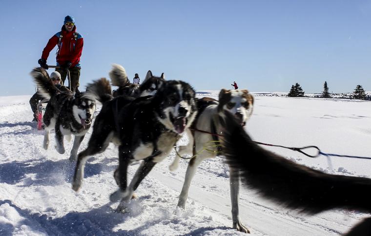 Sjusjøen Husky Tours