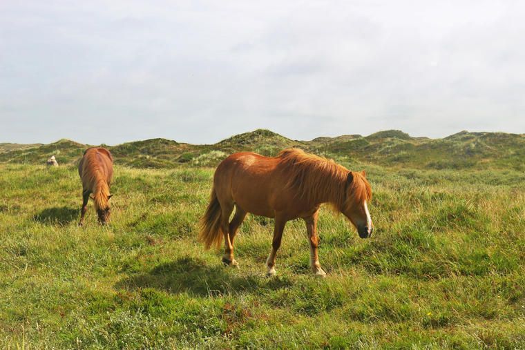 lej et sommerhus i billund omgivet af natur