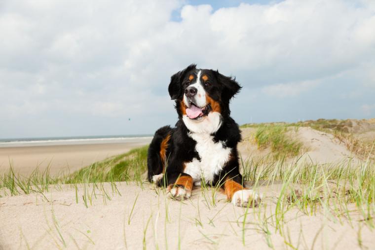 Ferie i ferielejlighed med hund