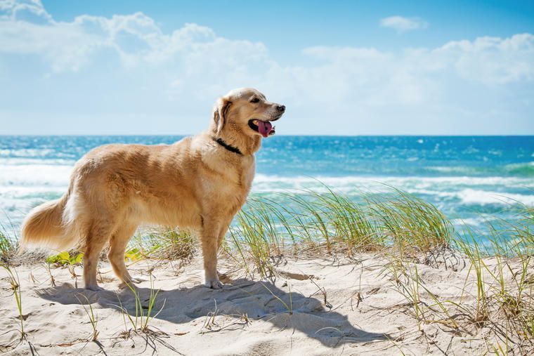 Lej sommerhus på Fanø med plads til din hund