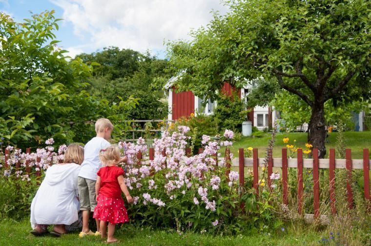Familie der plukker blomster ved et svensk hus