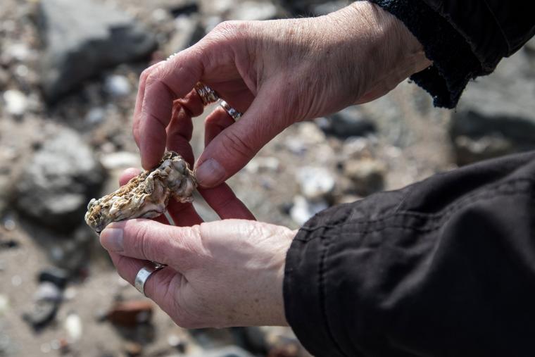 Østerssafari i efteråret