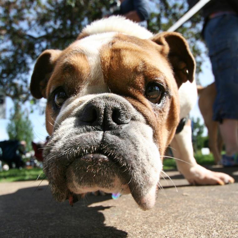 Sommerhus med hunde