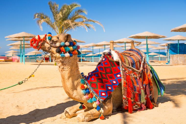Billig ferie i Egypten fuld af oplevelser, så som en kameltur i Sinaiørkenen med en NOVASOL ferielejlighed