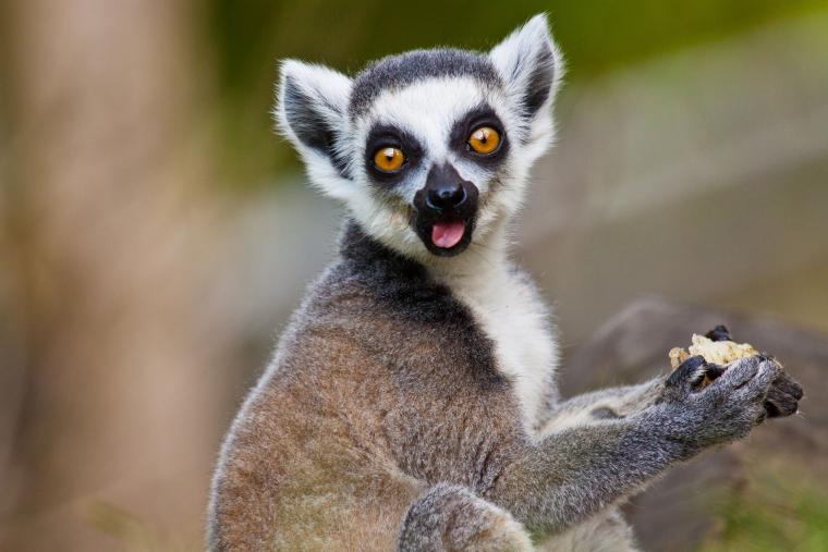 Attraktioner i Østjylland - Munkholm Zoo