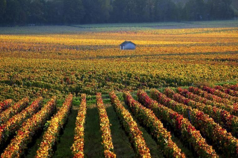 Ferie i Bourgogne