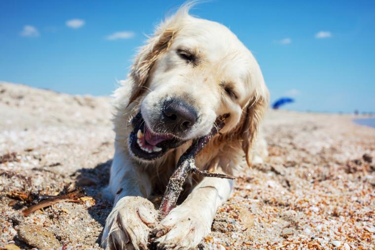 Sommerhus med hund tilladt Fjellerup