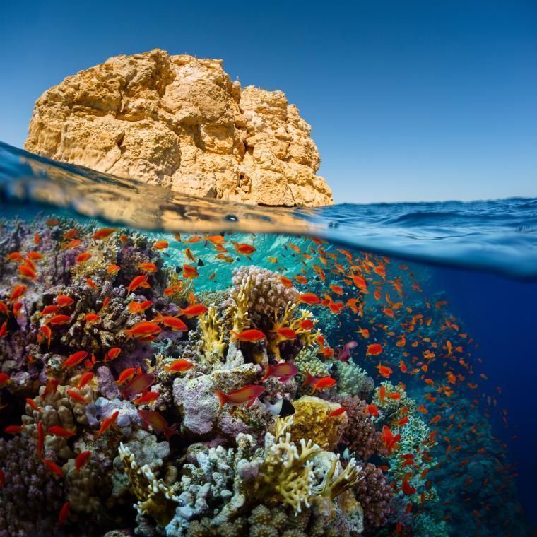 Få en ferie ved stranden i egypten book en ferielejlighed ved rødehavet