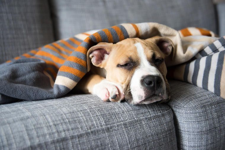 Feriehus i Holland med hund