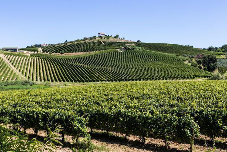 Hold ferien i Abruzzo omgivet af vinmarker