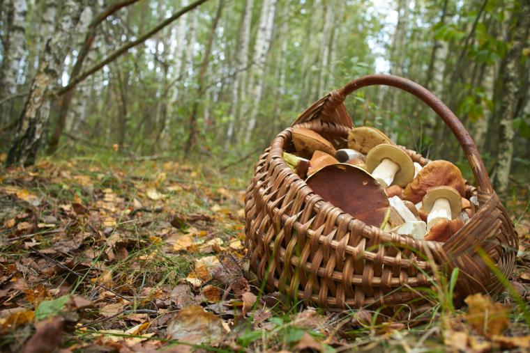 Attraktioner i Sverige i naturen