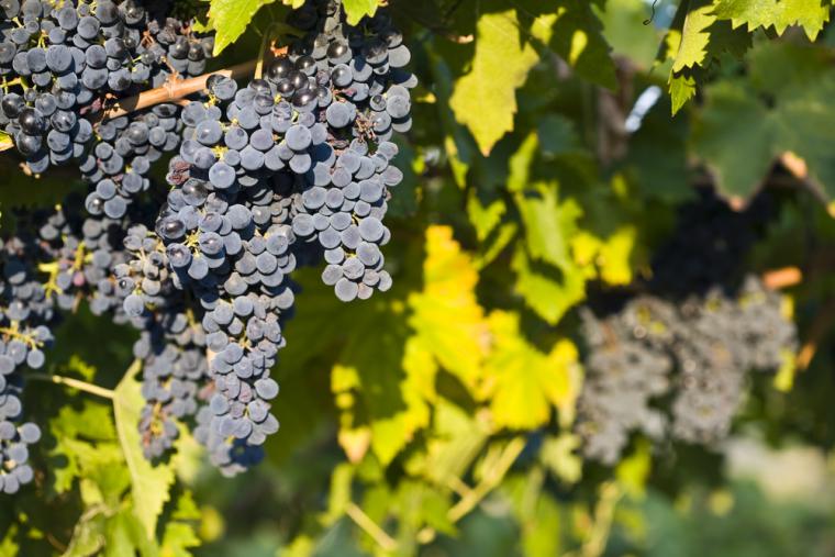 Vinmarker i Abruzzo