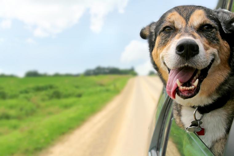 Bære temperament greb Ferie i sommerhus med hund | NOVASOL.DK