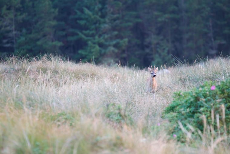 Lej somemrhus i Hanstholm og besøg vildreservatet