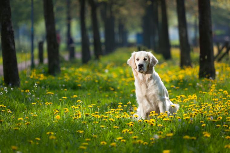 Feriehus med hund