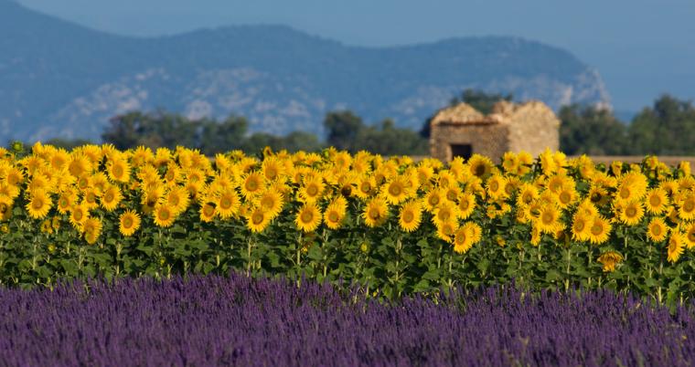 Aktiviteter i Provence