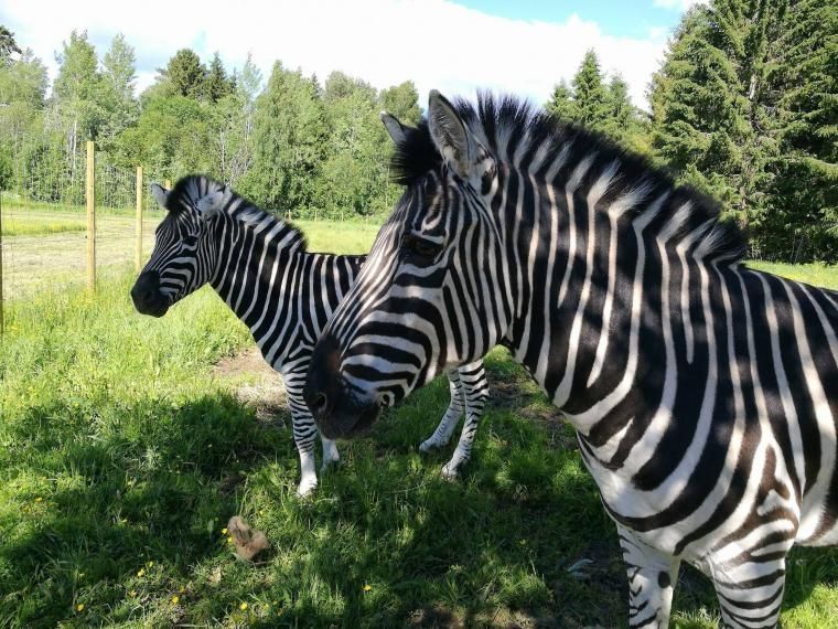 Tangen Dyrepark