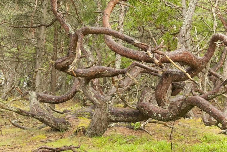 Top attraktion på Öland